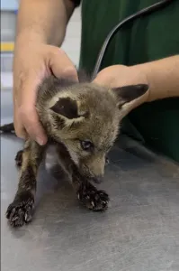 Eine Lebenskette für einen Kleinen Fuchs